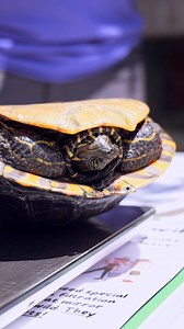 Our A-State Turtle Team has been hard at work! This week they waded through the China Pond and caught several wild turtles living there and released them back after gathering the data they needed for their research! Just another day at the zoo with our amazing partners! #memphiszoo #zoo #arkansasstate #astateturtleteam #turtles #research | Memphis Zoo