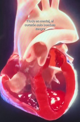 Aprendí Anatomía del Corazón en Medicina