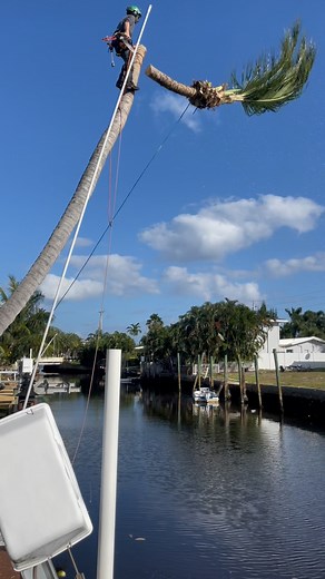 5.1K views · 872 reactions | TBT to a killer day on site with Jacob from @guilty_of_treeson Trees didn’t stand a chance. 漢⚡ #TreeJaws #ArboristLife #TreeServiceThrowback #GuiltyOfTreason | Tree Jaws | Facebook