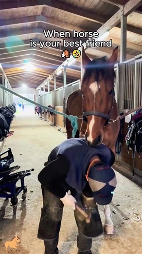 My Horse Gets Me Too Well, So shocked!🐴🤣 #horse #human #funny #farm #fyp