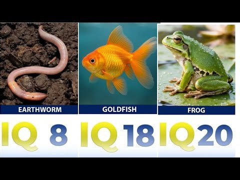 Animal Intelligence Comparison 🧠🐘🐬🐒