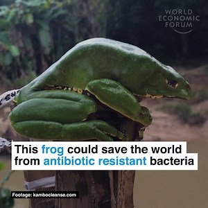 966K views · 20K reactions | Hopping towards better health. Read more: https://wef.ch/2vPEXJR | World Economic Forum | Facebook