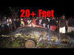 The Largest Crocodile Ever: Lolong
