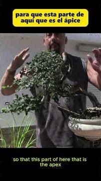 The Geisha Elm #bonsai