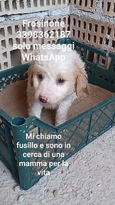 1.8K views · 82 reactions | Frosinone 3398362187 solo whatsapp Mi chiamo Fusillo, ho solo due mesi e sono una presunta taglia medio grande. Trovato in una grotta senza la mamma insieme ad altri sette miei fratelli disperati. Tutti cerchiamo casa nel Lazio. | Adotta un cucciolo Frosinone | Facebook