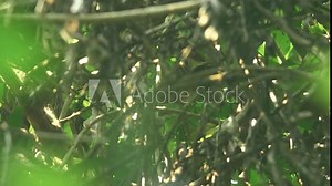 White fronted scops owl is rare of bird in habitat. Bird in the nature. Beautiful bird in the forest.