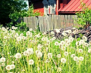 Best Grass Whip: Top 7 [Don't Waste Your Money on Crap!]