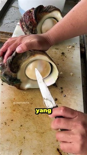 What's Inside This Huge Sea Snail Shell?