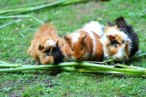 8 Guinea Pig Skin Problems All Owners Have To Know