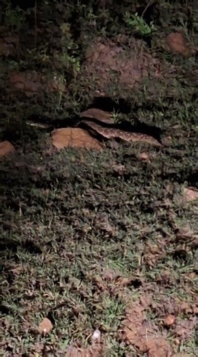 Puff Adder (Bitis Arietans) snake Spotted in Makueni Tawa Kasyelia area in Kenya. "caterpillar walk"