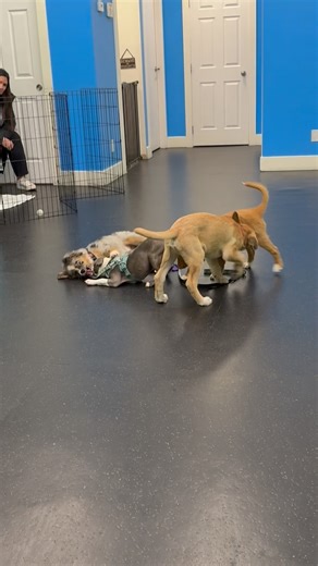 Puppy Pile!! These little ones are learning how to play gently by pulling back their punches, having a soft mouth & reading how their playmate is doing. Like children, they don’t always get it right but when they do, the play goes on & on! Each moment is a positive learning opportunity. With Mac, Oakley, Oliver & Freya. 💙🐾💚 #puppypile #puppiesarethebest #cutepuppies #puppyplay | Ocean Park Dog Training