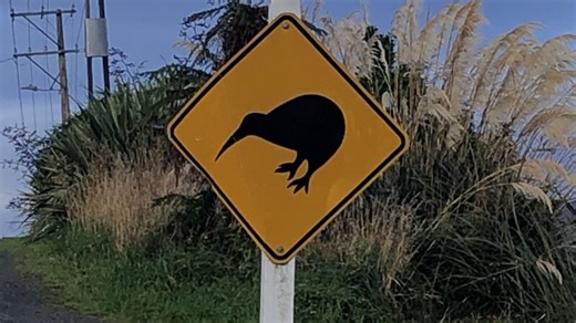 Exploring New Zealand’s unique wildlife and learning about conservation efforts