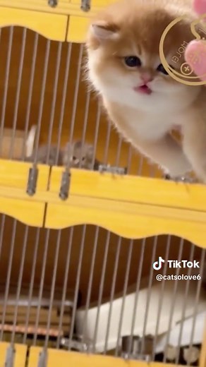 Chubby kitten😍😍#chubby #chubbycat #catslovers #catsoftiktok #cats #cutekitten #kitten #fyp