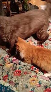 flipping the notebook pages is irresistible