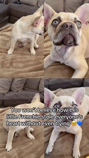 There is just something about a Frenchie puppy that stops people in their tracks — and this little one is the perfect example. From those oversized bat ears to the soulful eyes that look like they’re staring straight into your heart, Frenchies have a way of making you feel chosen in just one glance. Frenchie puppies are known for their expressive faces, affectionate personalities, and their natural ability to bond deeply with their people. They don’t need to do much to be lovable — they simply e