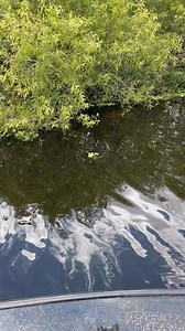 DO YOU LIKE TO CATCH FISH??? #everglades #theeverglades #lakekissimmee #panfishing #bluegill #fishing #florida #crappie #floridalife #shellcracker #panfish SWAMP STIXX Custom Rods Nicholas Whitten Everlasting Slip Bobber Flop Industries K9 Fishing Products | Branden Scott