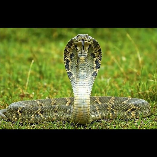 King Cobra Strikes the Camera | Full Body View in the Wild #cobra