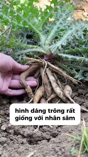 🌿 ĐẠI KẾ – THẢO DƯỢC QUÝ TRONG Y HỌC CỔ TRUYỀN