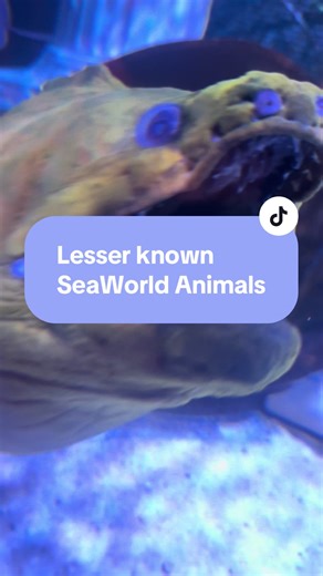 Discover SeaWorld's Lesser Known Animals