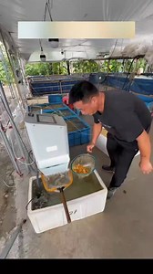 17K views · 168 reactions | Fish counting machine, fish farming...