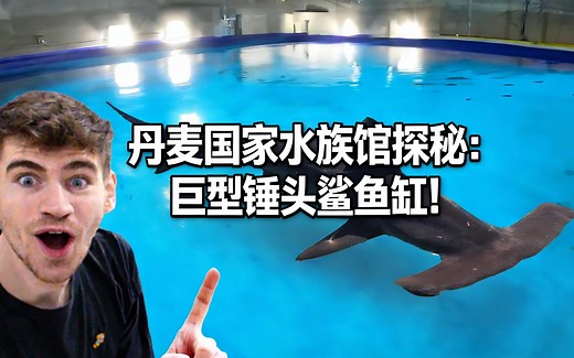 [中配]丹麦国家水族馆探秘：巨型锤头鲨鱼缸！ - George Mavrakis