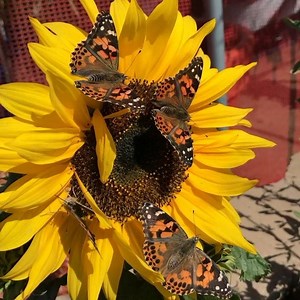 1K views · 181 reactions | The mission of Butterfly Farms is to conserve native butterflies and their habitats through education and conservation. Please feel free to browse our website and join us in our efforts of Education, Conservation, and Research 曆 | Butterfly Farms | Facebook