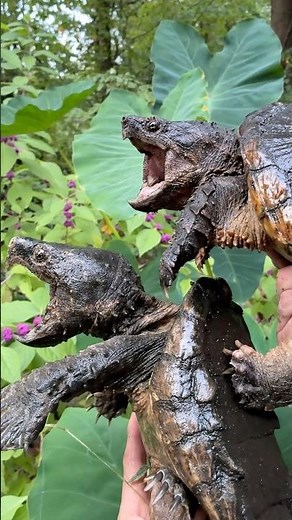 HYBRID SNAPPING TURTLES; Are they REAL!?? #turtles #reptiles #hybrid #animals