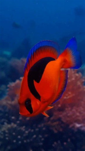 This Fish Looks Like Fire! 🔥🐠 | Flame Angelfish