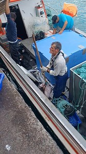 Monkfish / Angler Lophius piscatorius Visit and subscribe www.youtube.com/jotajomoso | Sousa Jose