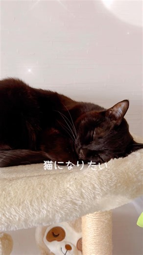 チョビとココアとレオン 猫になりたい#チョビとココアとレオン #ねこ #猫癒し #cat #猫のいる暮らし