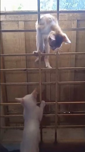 The Cat Trains Itself | Smart and Independent Pet Behavior