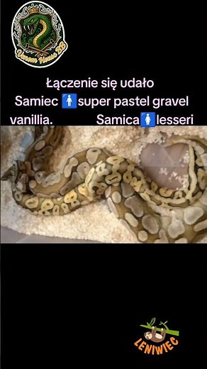 Łączenie się udało 🐍 Super Pastel Gravel Vanilla × Lesser