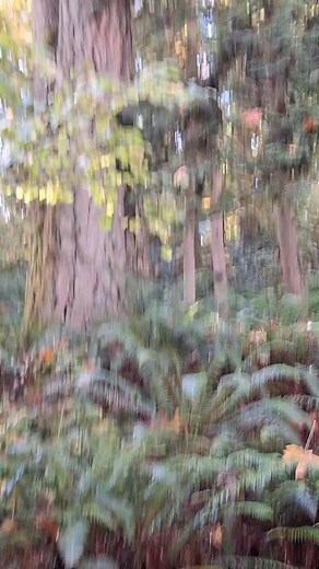 With The Bigfoot Expert Tracking Sasquatch. Expedition in the deep woods and risking it all. Filmed in remote SW Washington state U.S.A. | The Bigfoot Expert