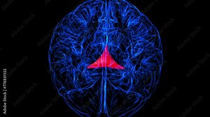 Brain Commissure fornix of forebrain Anatomy For Medical Concept 3D