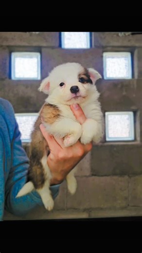 Mundo-Collie on Instagram: "Amazing sable-colored female, ready to go to her new home 🐾 #bordercolliepuppies #cachorrosfelices #bordercollie #bordercollielovers❤️ #amorperruno"
