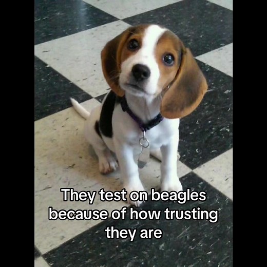 Beagles are used for animal testing primarily because of their naturally gentle, trusting, docile, and people-pleasing personalities, which makes them easy to handle and less likely to bite, despite the cruel treatment they endure in labs. Their small size also fits standard laboratory cages, and their forgiving nature means they don't hold grudges, making them convenient for repeated, often painful, toxicity tests for drugs, chemicals, and products like shampoos, leading to widespread exploitat