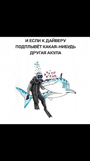 Лимонные акулы и их ревность к дайверам