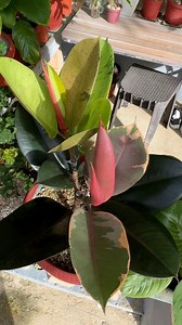 140K views · 733 reactions | rubber plant procedure #rubberplant #rubbertree #graftingtechniques #graftingplant #plantsmakepeoplehappy #plantitasandplantitos | Jayson Gaylan | Facebook