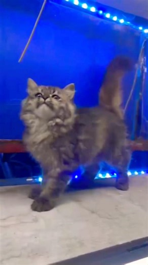 Didn’t Sleep Last Night 😾 | Please Don’t Bother Me | Sleepy Angry Cat#dontbotherme#sleepycat#shorts