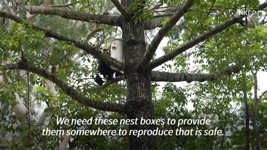 There are just 1,200 to 2,000 yellow-crested cockatoos left in the wild and, despite being native to Indonesia and East Timor, one-tenth of them are in Hong Kong. As their numbers stagnate, a scientist at the city's oldest university is on a mission to revive them using artificial nest boxes. Video: AFP. In full: https://hongkongfp.com/2025/08/23/scientist-puts-hope-in-nest-boxes-to-save-hong-kongs-endangered-cockatoos/ | Hong Kong Free Press HKFP