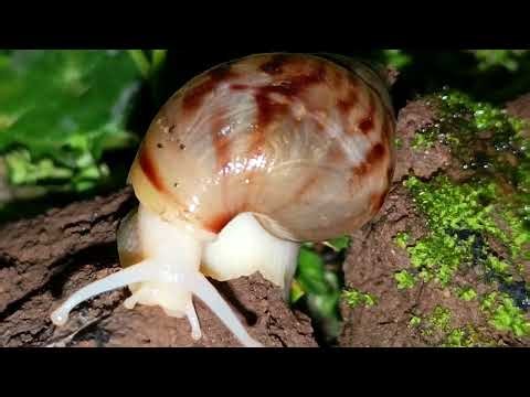 Rare Albino Snail Foraging at Night: A Struggle for Survival