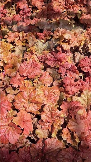 💕 Why To Love Coral Bells