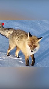 A wild golden fox was recently spotted on camera in Nalati grassland in eastern Ili River Valley of northwest China's Xinjiang Uygur Autonomous Region. The sleek, 70-cm-long creature stood out against the vast white expanse, moving gracefully through the hills and occasionally glancing back before vanishing. #ChinainSeconds #ChoorusofLife For more: https://english.cctv.com/ | CCTV