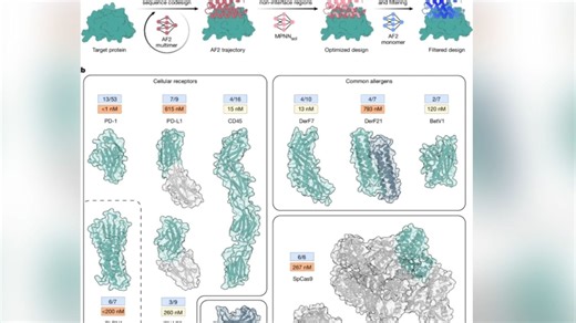 当 AlphaFold 遇上 ProteinMPNN：Binder 设计真正“自动驾驶”了