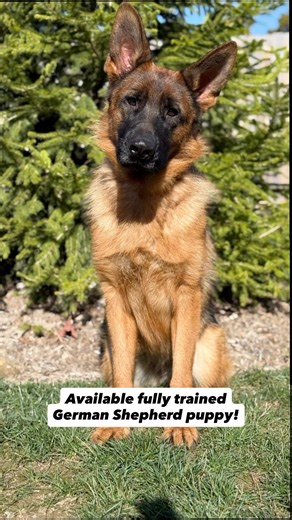 🚨This stunning German Shepherd girl is AVAILABLE as a trained family dog!🚨 Xantia knows SIT, DOWN, STAY, COME, HEEL, PLACE, LEAVE IT, TAKE IT, LOAD AND ULOAD, GO POTTY, KENNEL-UP, SIDE.💕💕 She is imported from Europe and comes with a full health guarantee. 💕💕 Xantia is very sweet, gentle and affectionate. She is calm and quiet. Potty trained and crate trained. She is good with other dogs and cats. Xantia travels well by car.💕💕 She is up-to-date on all her vaccinations, flea, tick and hear
