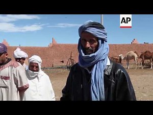 Guelmim hosts huge camel market
