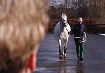 Shoulder lameness: direct trauma injuries - Horse & Hound