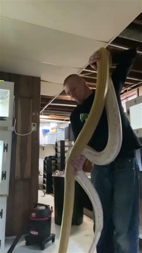 Purple Albino Golden Child Tiger (Reticulated Python) #reticulatuspython #reticulatedpython #retic