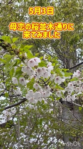母恋富士下桜並木2026#母恋町#桜#並木通り#ソメイヨシノ #カンザン#八重桜#天然記念物#ひな祭り #我が家 #sakura #室蘭 #hokkaido #桜並木#鹽竃桜#しおがまさくら