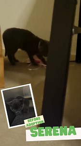 How lovely is this! We have a beautiful update from the owners of Serena, a kitten adopted from us recently. From her family: "She is settling in really well, has already come out of her shell. She loves playing and is really affectionate. Her and her new siblings are still feeling each other out, but she is a very happy little kitten 🙂" We've had so many kittens adopted from us recently and we would love to hear how they're going! Drop us a line below or in the DM's. | RSPCA ACT